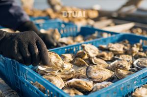 მოლუსკების ეკონომიკა კავკასიაში: შავი ზღვის ახალი გემო საქართველოსა და რეგიონის სუფრებზე