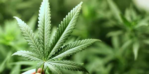 Stricter liability measures are planned regarding marijuana and the cannabis plant