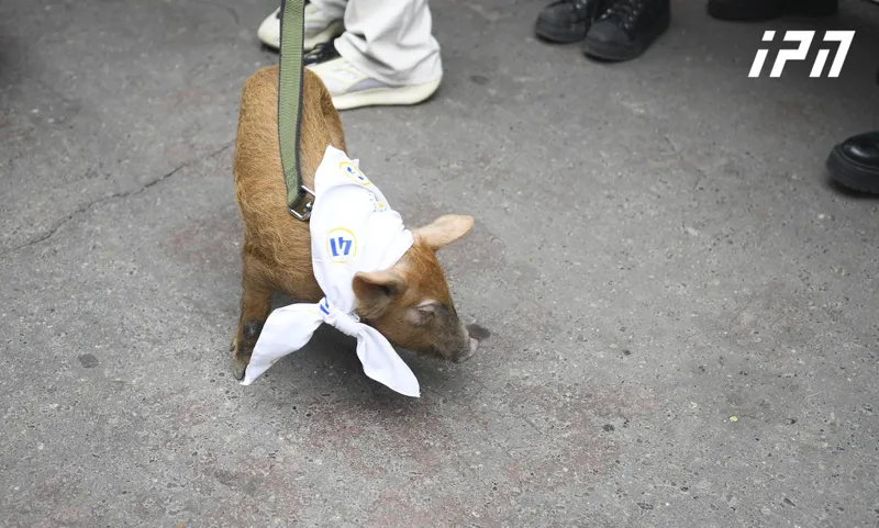 Representatives of the youth wing of the opposition parties brought a piglet near the parliament