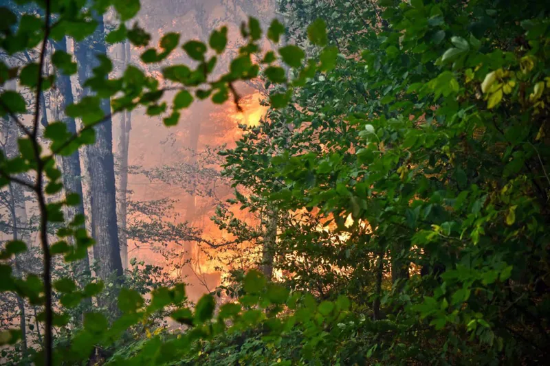 Ազգային անտառային գործակալության տվյալներով՝ Վրաստանում մի քանի անտառային հրդեհներ են գրանցվում