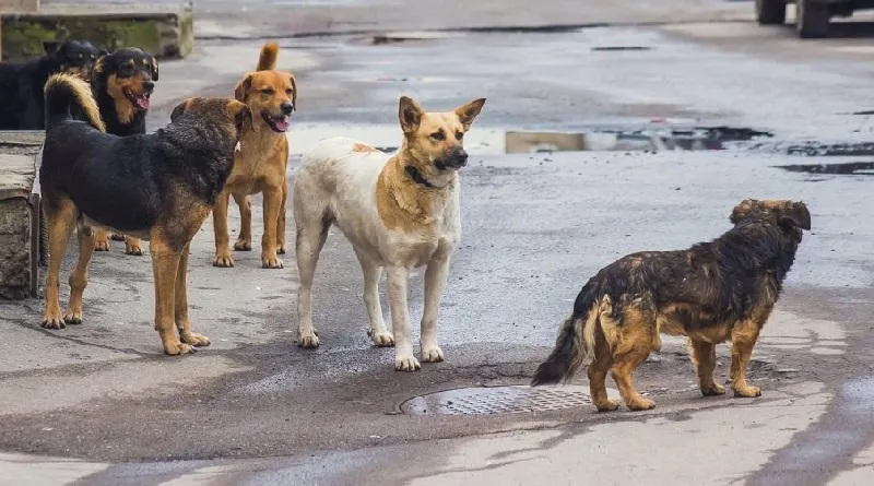 According to the results of the official census, there are more than 30 thousand homeless dogs in the capital