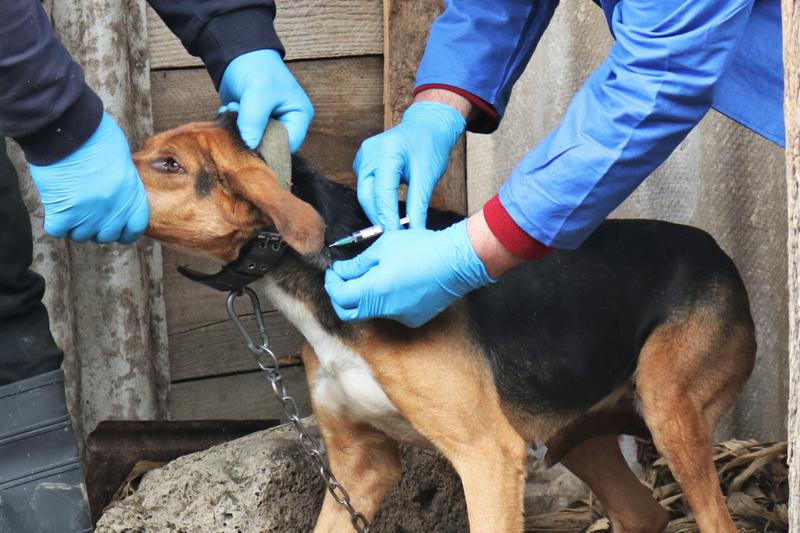 在马尔特维利自治市检测到狂犬病。