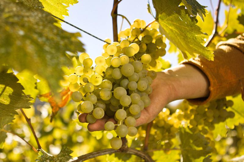 Harvest Management Company 宣布为2026年葡萄收获进行GEL 5000万简化国家采购
