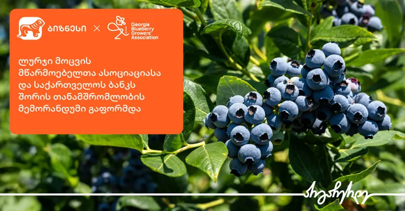 ლურჯი მოცვის მწარმოებელთა ასოციაციასა და „საქართველოს ბანკს“ შორის თანამშრომლობის მემორანდუმი გაფორმდა