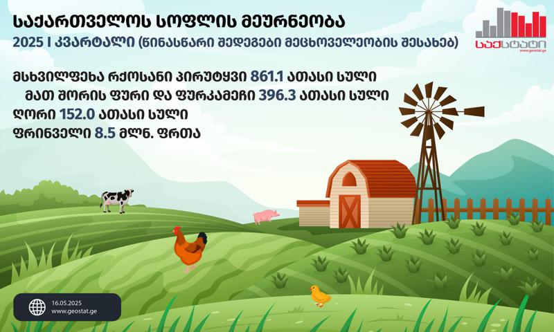 „საქსტატი“ - 2025 წლის I კვარტლის ბოლოს, მსხვილფეხა რქოსანი პირუტყვის სულადობა წინა წლის შესაბამის მაჩვენებელთან შედარებით 4.9%-ით შემცირდა და 861.1 ათასი სული შეადგინა