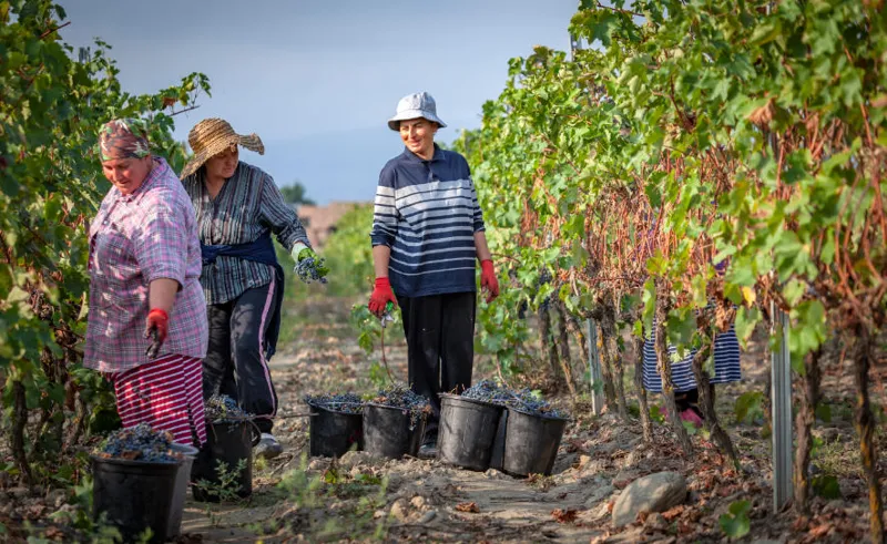 National Wine Agency: Within the framework of “Rtveli 2025,” the state enterprise will take over the surplus quantity of grapes, and subsidies will no longer be provided to private wine companies