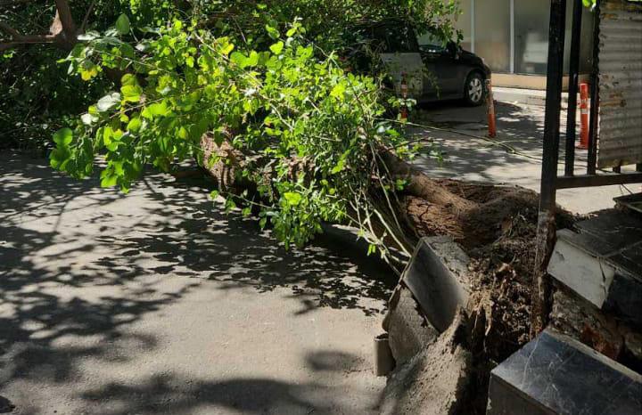 第比利斯市政厅：强风在第比利斯造成了问题 - 有报道称树木倒塌和树枝折断。