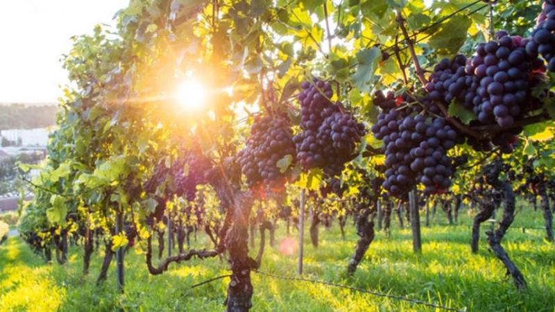 随着计划中的法律修正，为创业目的种植  葡萄园将需要获得批准。