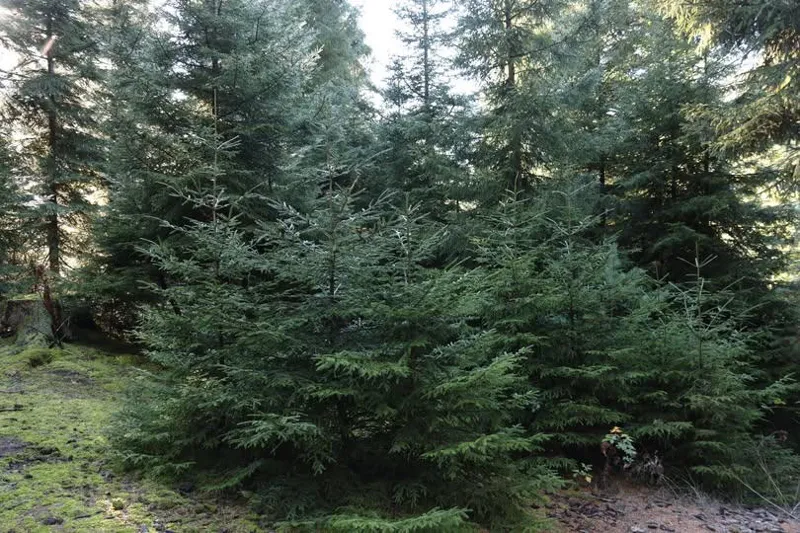 Ministry: Legislation on cutting fir trees tightened ahead of New Year