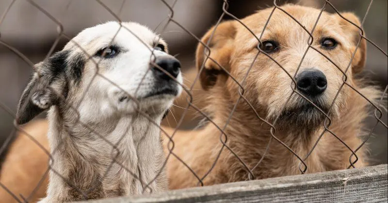 Վրաստանում շների գերբնակեցման կառավարման բարեփոխումների շրջանակներում կառուցվելու են երեք նոր քաղաքային կենդանիների ապաստարաններ-Սննդի ազգային գործակալություն