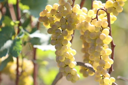 მთავრობის გადაწყვეტილებით, წელს რთველის სუბსიდირება მოხდება და 1კგ თეთრი ყურძნის ღირებულება, სულ მცირე, 90 თეთრი იქნება