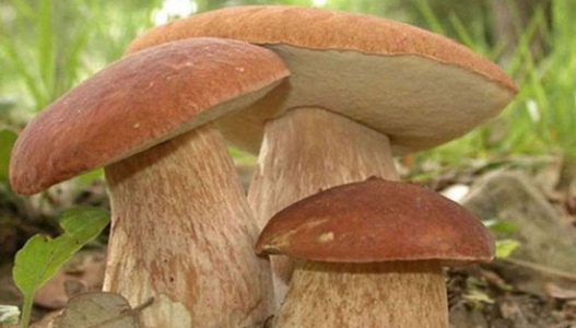 ტოქსიკოლოგი თემურ კობიძე - საქართველოში სოკოთი მოწამვლის შემთხვევები გახშირდა - საკვებად ვარგისი სოკოს გვერდით იზრდება მისი შხამიანი ორეულები, რომლებიც ძალიან ძნელი გასარჩევია