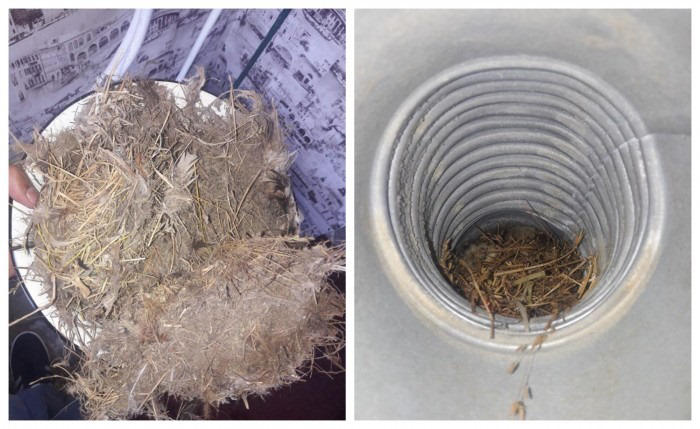 „ყაზტრანსგაზი“  ჩიტის ბუდეებიდან გამომდინარე საშიშროებასთან  დაკავშირებით მოსახლეობას აფრთხილებს