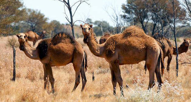 ავსტრალიაში აქლემების დახოცვის 5-დღიანი ოპერაცია დაიწყო