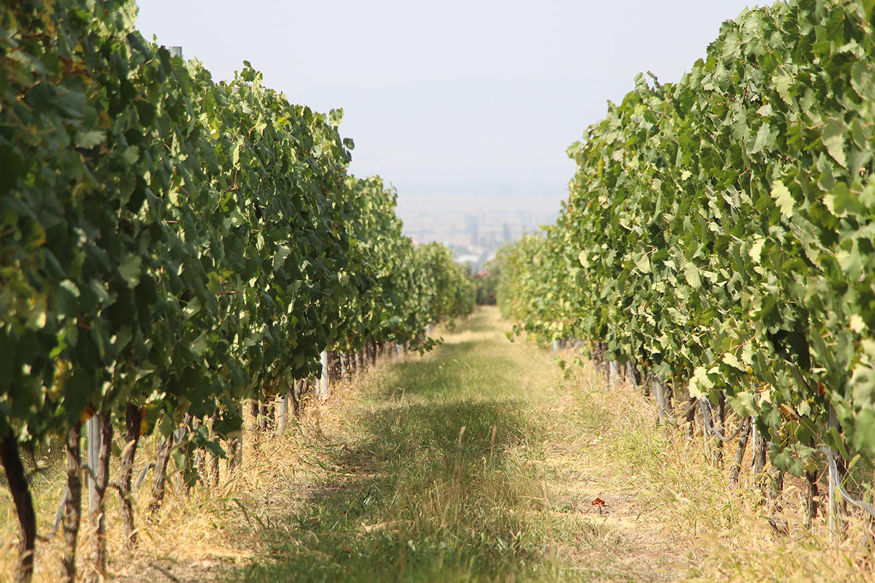 პარლამენტმა დაამტკიცა “ღვინისა და ვაზის შესახებ“ კანონში ცვლილებები, რითაც ვენახის სამეწარმეო მიზნით გაშენებას ღვინის ეროვნული სააგენტოს თანხმობა დასჭირდება