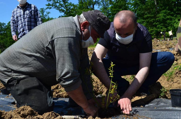 შალვა კიკნაველიძე - „დანერგე მომავალი" ქართული ოცნების ხელისუფლების წარმატებული პროექტია