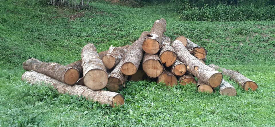 ხე-ტყის სოციალური ჭრების ვადის 1 წლით გადავადება იგეგმება