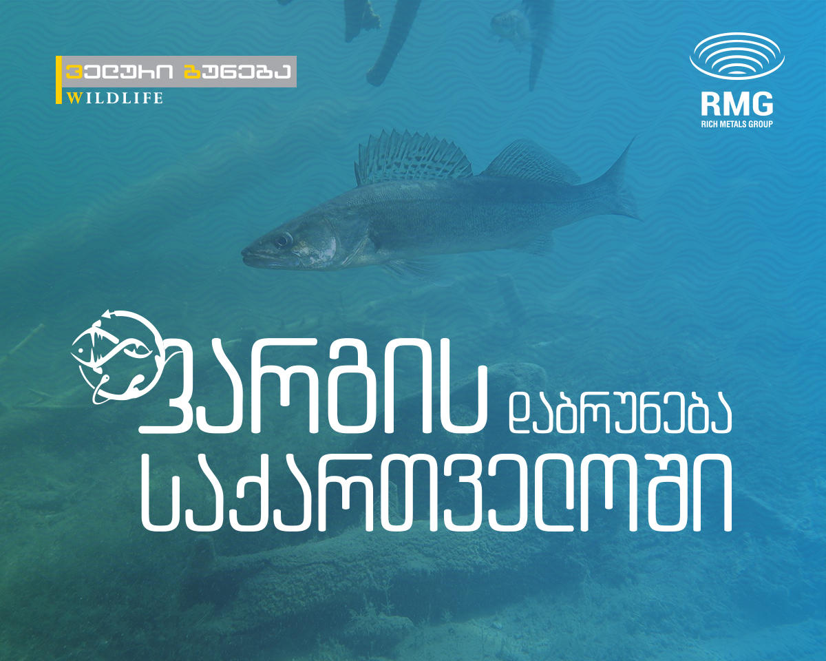 „არემჯი“ - საქართველოს მდინარეებში ძირძველი ბინადარი - ფარგა ბრუნდება