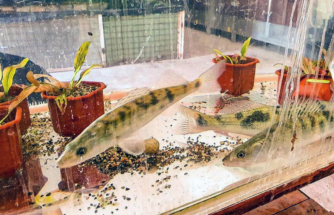 ველური ბუნების ეროვნული სააგენტო გადაშენების საფრთხის ქვეშ მყოფი თევზის, ფარგას მოშენებასა და ბუნებაში აღდგენაზე მუშაობს