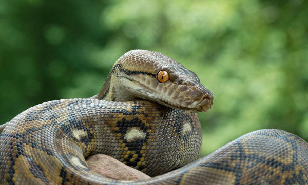 თბილისში პითონი დაიჭირეს