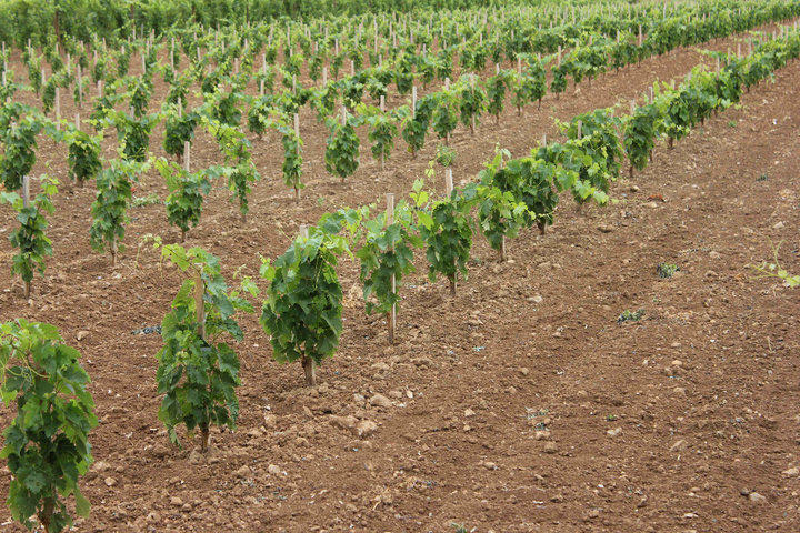 Правительство поможет саженцами крестьянам, потерпевшим ущербот стихии