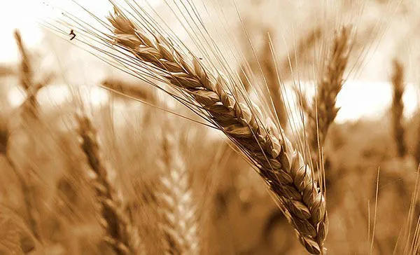 Индия запрещает экспорт пшеницы