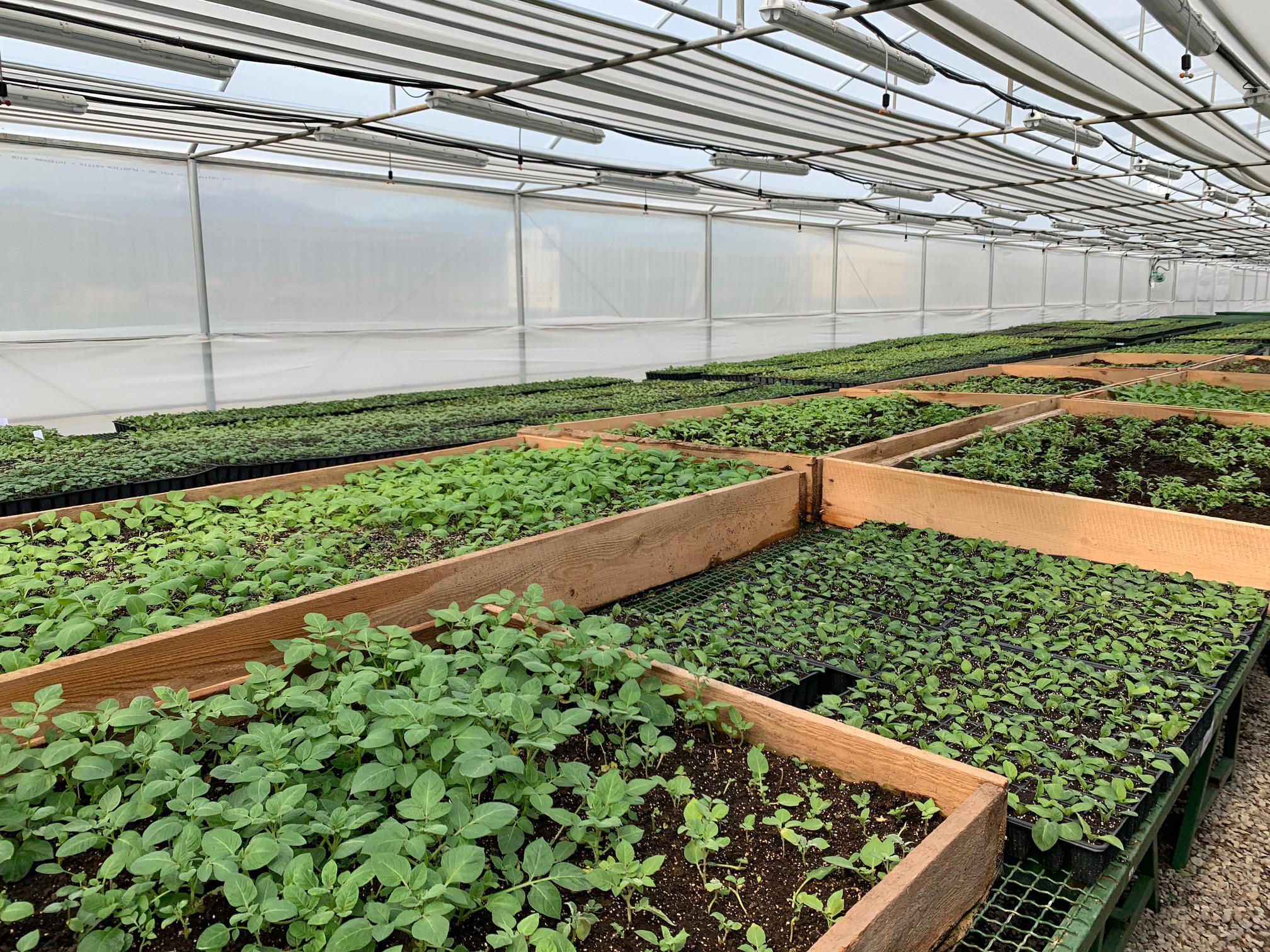 FAO - საქართველოში, 2024 წლიდან, სანერგე მეურნეობებისთვის საკვალიფიკაციო მოთხოვნების დაკმაყოფილება სავალდებულო გახდება, რათა მათი წარმოებული პროდუქცია ბაზარზე გაიყიდოს