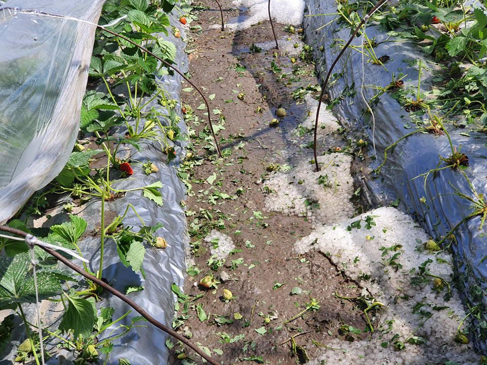 სტიქიისგან დაზარალებული ლაგოდეხის მუნიციპალიტეტის მოსახლეობა დახმარებას ითხოვს