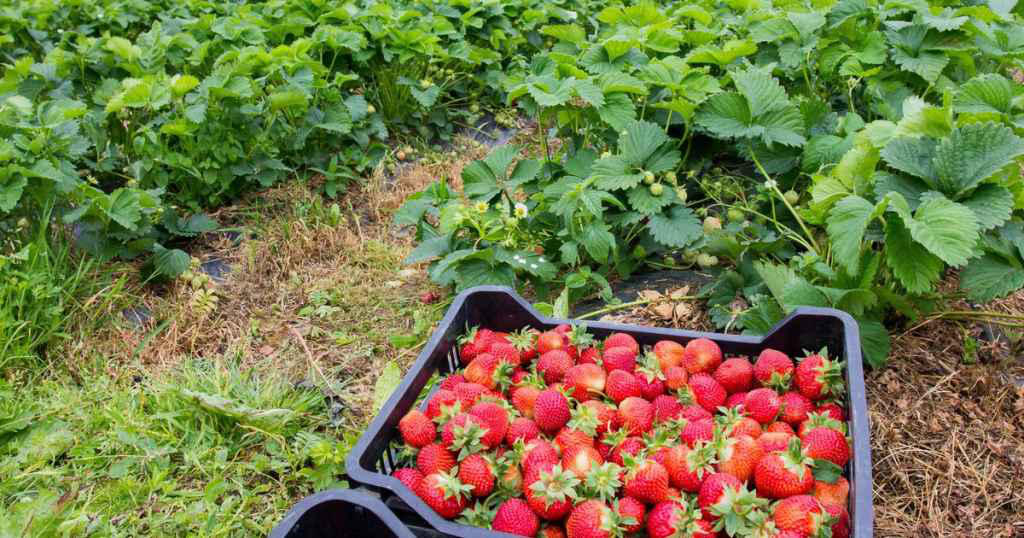 სეზონურ სამუშაოებზე დასაქმებისთვის საქართველოდან გერმანიაში წასულ მოქალაქეებს, რომლებმაც დაპირებული ხელფასი ვერ მიიღეს, ნამუშევარ საათებს აუნაზღაურებენ