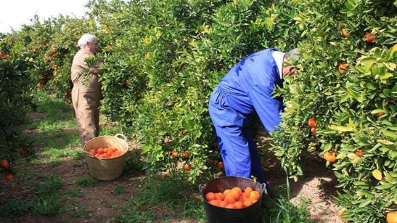 В Германию на сезонные, временные работы с целью трудоустройства в этом году отправились 18 граждан Грузии