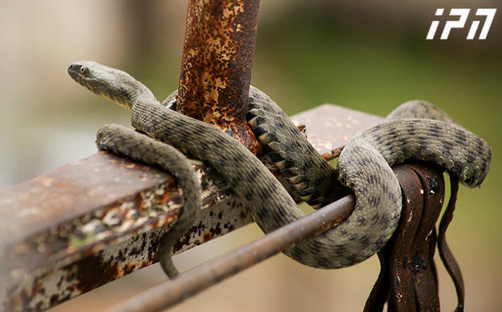 ცხოველთა მონიტორინგის სააგენტოს ჰერპეტოლოგი - თბილისში, ქვეწარმავლების აღმოჩენის თვალსაზრისით ერთგვარი პიკია, თუმცა, ბოლო 5-6 წლის სტატისტიკით, ეს მაჩვენებელი გაზრდილი არ არის