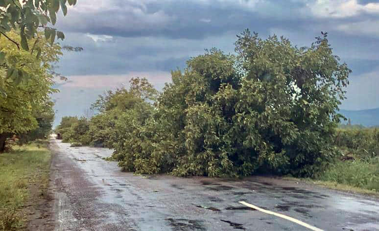 კახეთში ძლიერმა ქარმა მრავალწლიანი ხეები მოგლიჯა