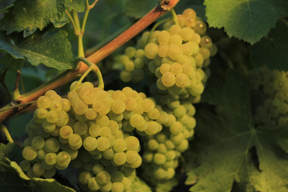 მევენახეები დაზიანებულ 1კგ რქაწითელს  80 თეთრად, 1კგ საფერავს კი 1 ლარად ჩააბარებენ