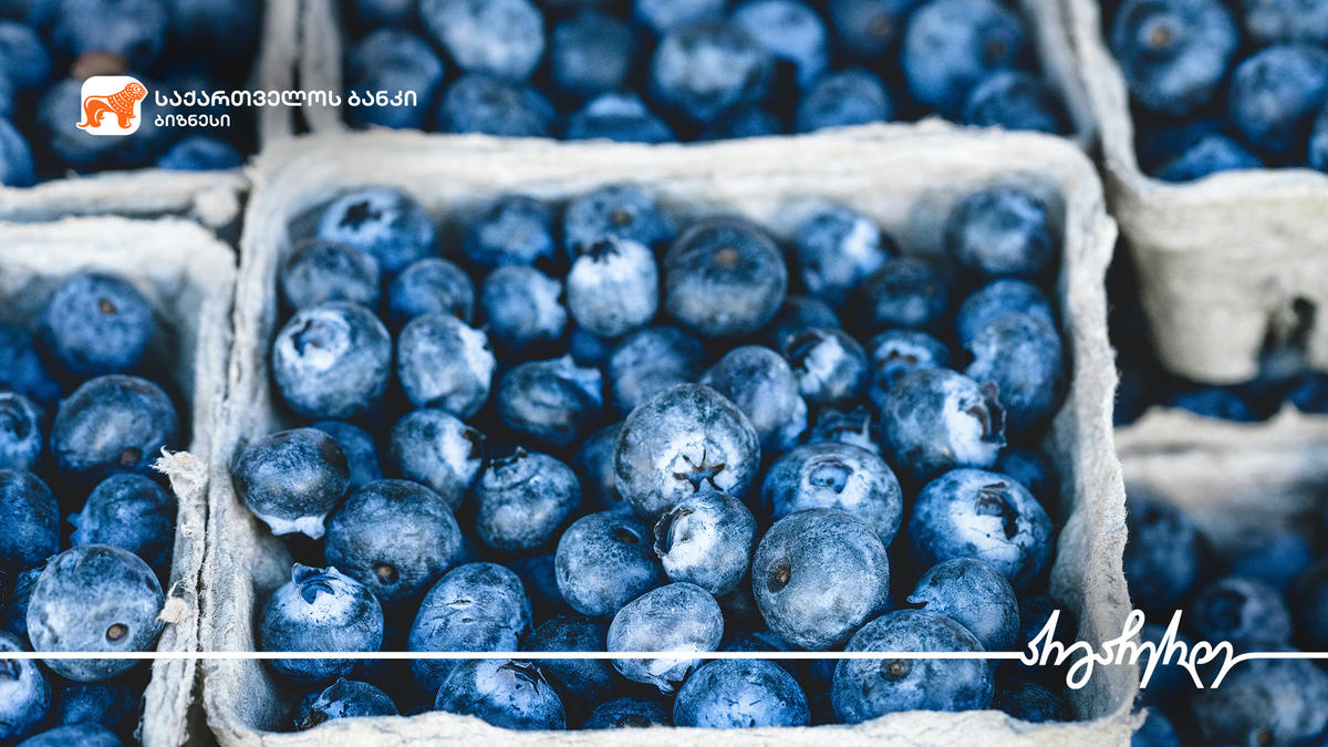 „საქართველოს ბანკის“ მხარდაჭერით ოზურგეთში მოცვის პლანტაცია გაშენდა