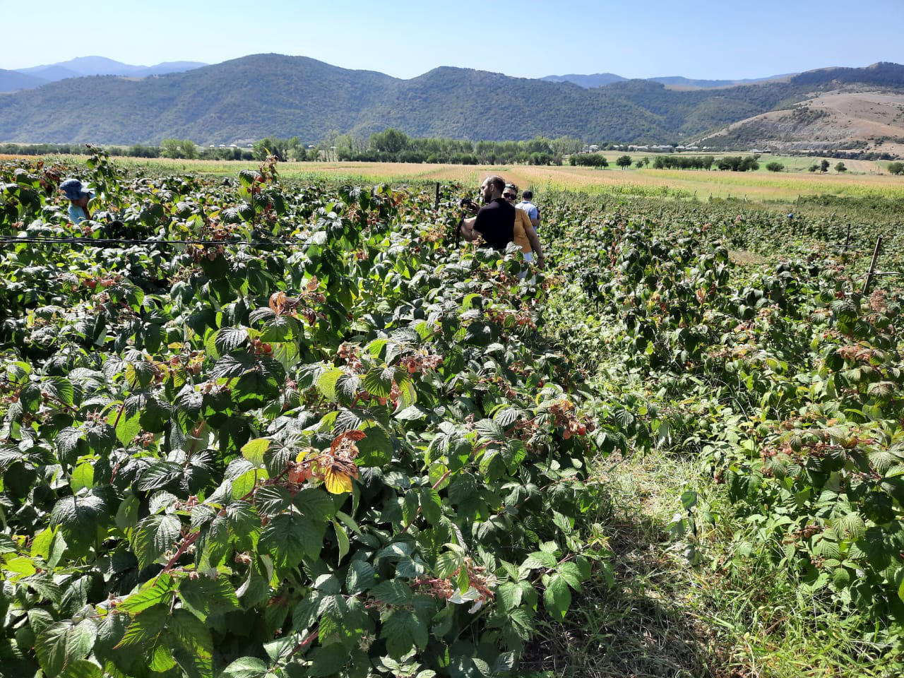 ქვემო ქართლში სანერგე მეურნეობების ინსპექტირება მიმდინარეობს