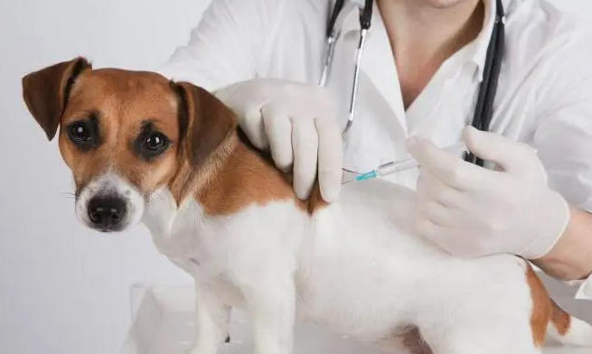 „ცხოველთა მონიტორინგის სააგენტოს“ დირექტორის მოადგილე - ქვეყანაში ცოფის დაავადების გამოვლინება ძალიან შემცირდა, დაახლოებით 70%-ით - მიმდინარე წელს 2 შემთხვევით შემოვიფარგლეთ