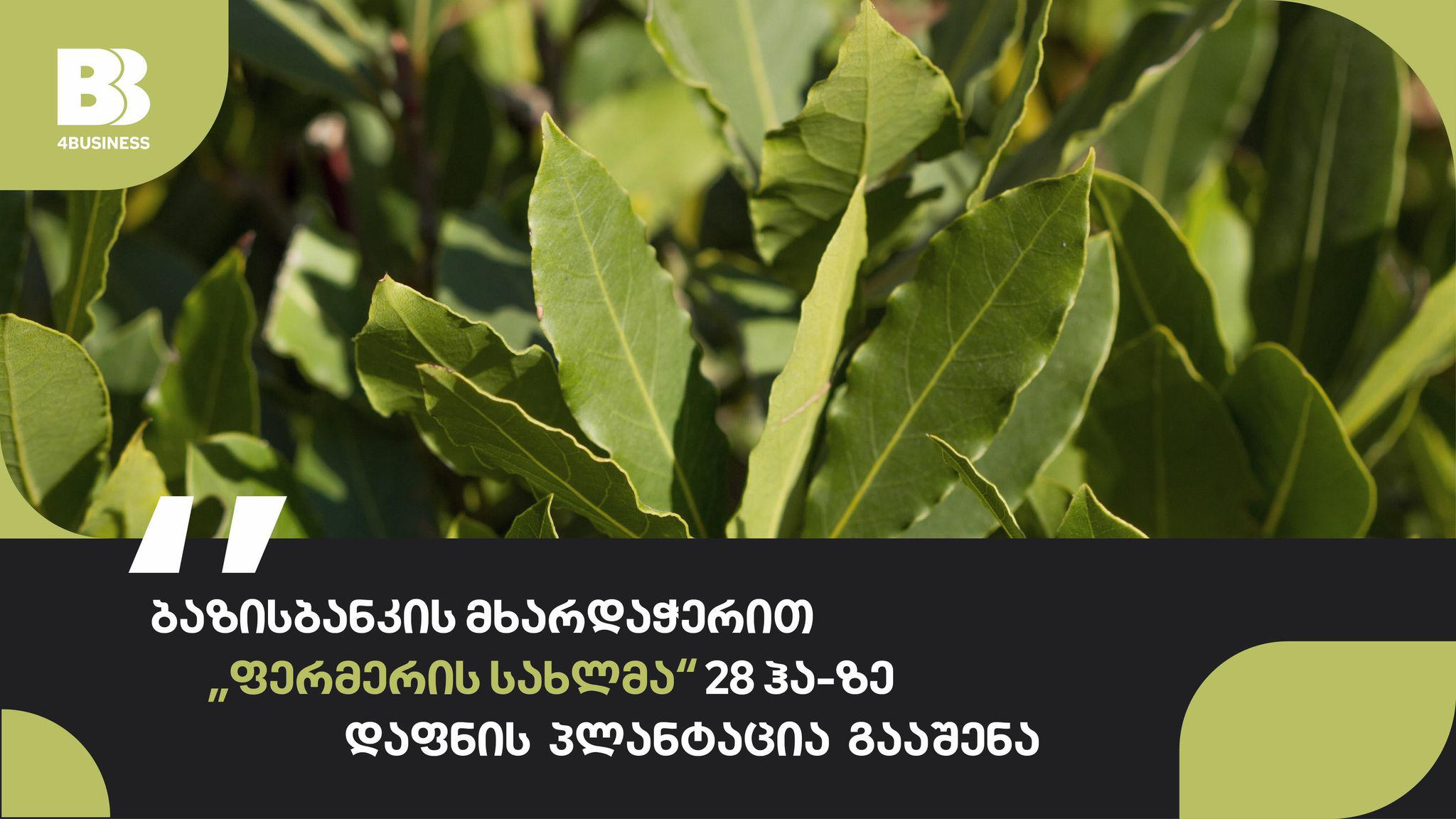 ბაზისბანკის მხარდაჭერით „ფერმერის სახლმა“ დაფნის პლანტაცია გააშენა