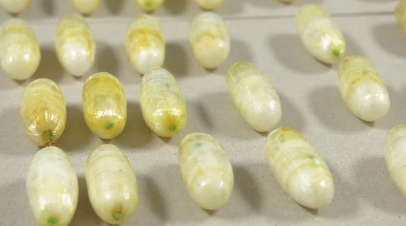 განსაკუთრებით დიდი ოდენობით ნარკოტიკის საქართველოში შემოტანისთვის უცხო ქვეყნის 3 მოქალაქე დააკავეს