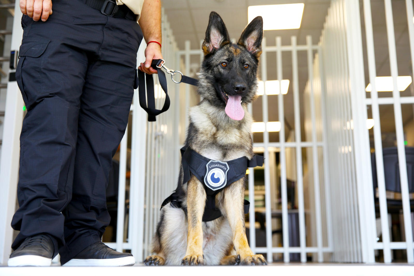 სპეციალურ პენიტენციურ სამსახურს გერმანული ნაგაზი სახელად „პრადა“ შეუერთდა