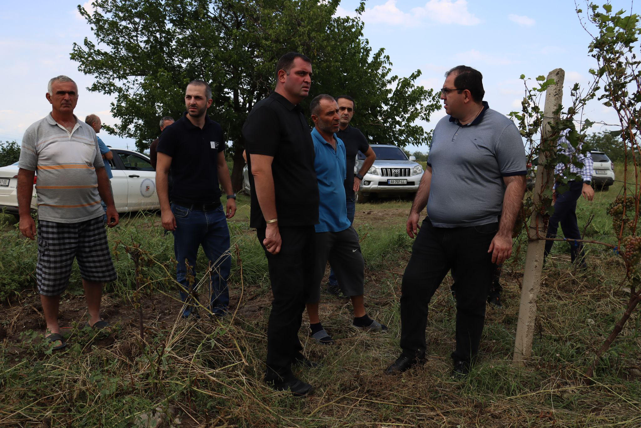 მინისტრის მოადგილე -  დაზღვეულ ვენახებს რისკი საგრძნობლად შემცირებული აქვთ, რადგან გარანტირებული აქვთ ხარჯების ანაზღაურება