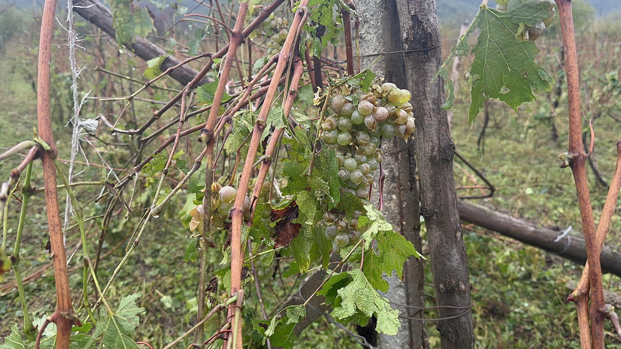 კახეთში სტიქიის შედეგად მიყენებულ ზარალს ითვლიან