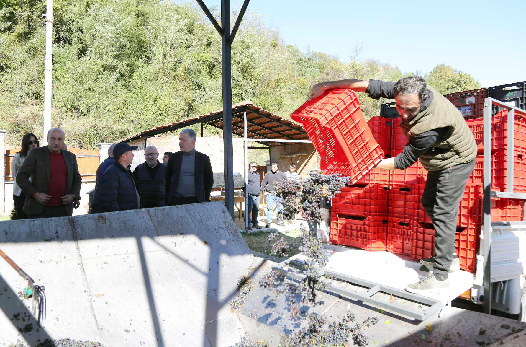 ოთარ შამუგია - წელსაც ვახორციელებთ სუბსიდირებას ალექსანდროულის და მუჯურეთულის ჯიშის ყურძენზე - აქტიურობს კერძო სექტორი და ყურძენს იბარებს, მევენახეები კარგ შემოსავალს იღებენ