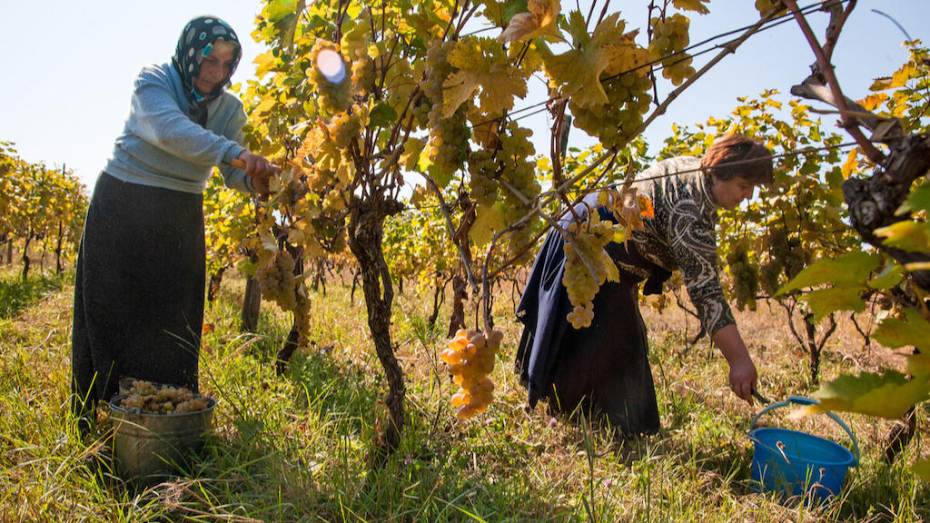 აზიის განვითარების ბანკის პროგრამა საქართველოს საირიგაციო სისტემის მოდერნიზებაში დაეხმარება