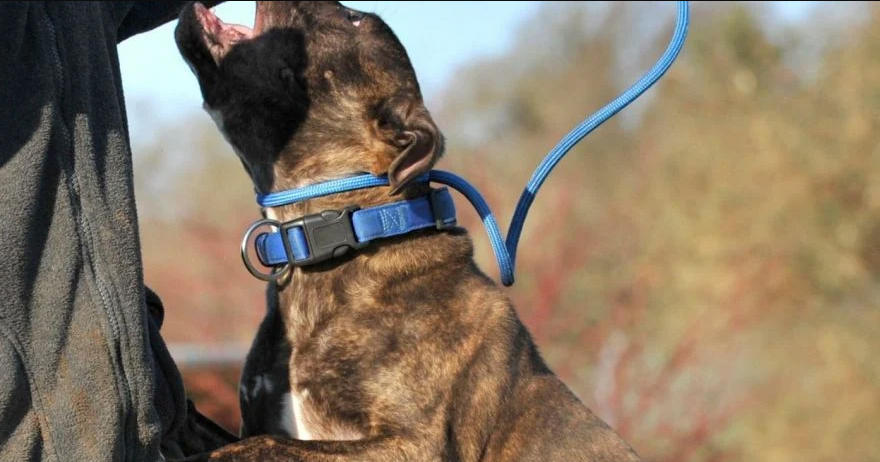 ოზურგეთში ძაღლმა ორი ბავშვი დაკბინა, მათგან ერთის მდგომარეობა მძიმეა