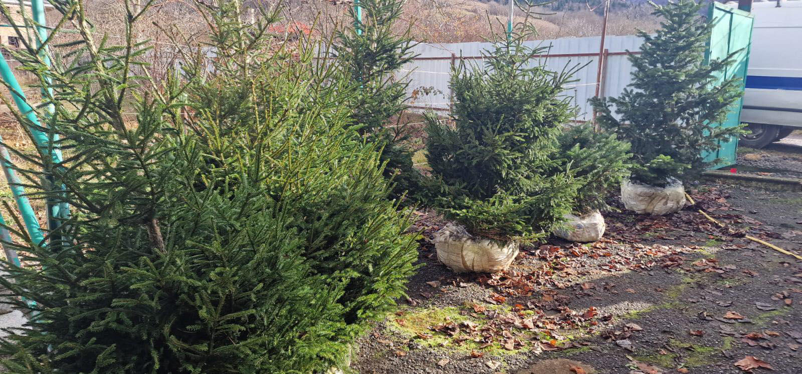 გარემოსდაცვითი ზედამხედველობის დეპარტამენტის თანამშრომლებმა წიწვოვანი ხეების უკანონო მოპოვება-რეალიზაციის ფაქტები გამოავლინეს