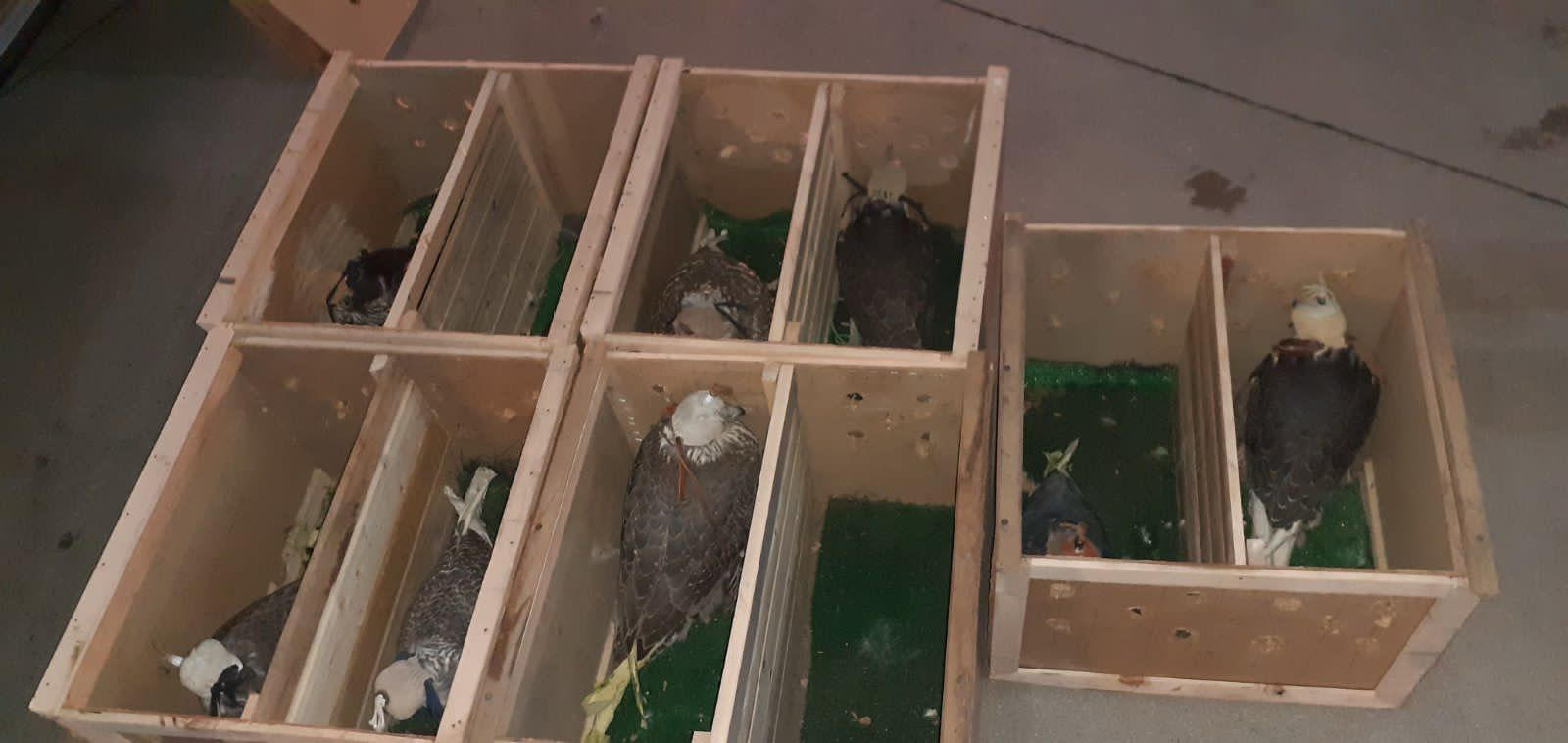 გარემოსდაცვითი ზედამხედველობის დეპარტამენტის თანამშრომლებმა, საერთაშორისო კონვენციით დაცული მტაცებელი ფრინველების საქართველოდან უკანონოდ გაყვანის მცდელობის ფაქტი აღკვეთეს