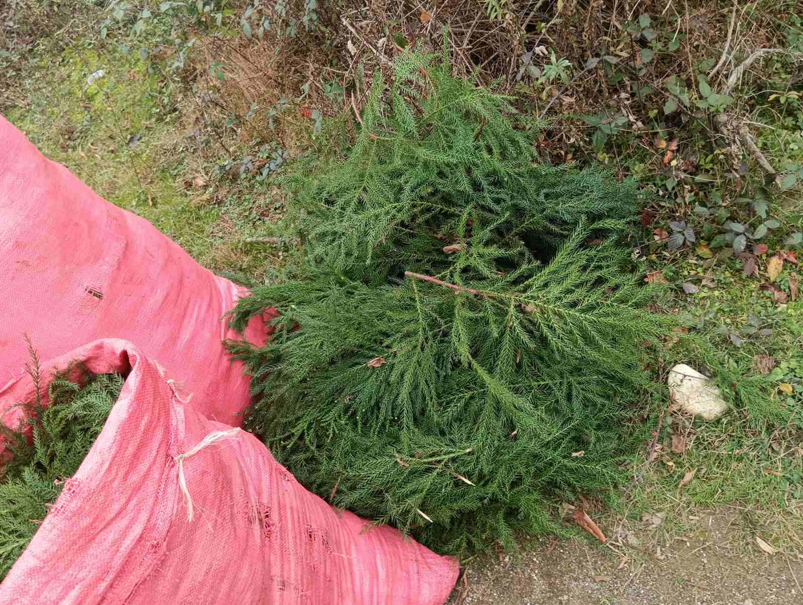 გარემოსდაცვითი ზედამხედველობის დეპარტამენტის თანამშრომლებმა წიწვოვანების უკანონო მოპოვებისა და ტრანსპორტირების ფაქტები გამოავლინეს