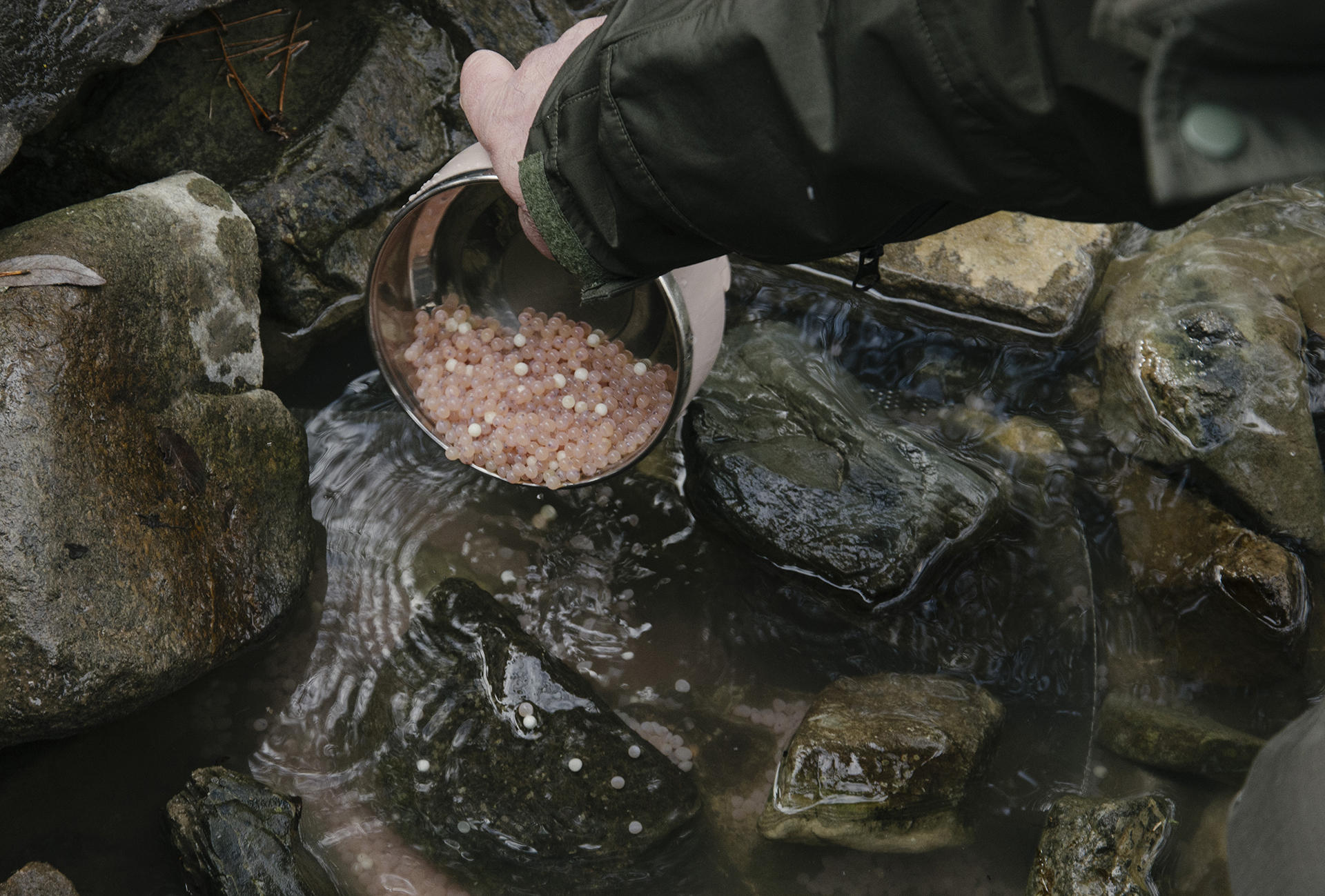 ტანას და თეძამის დაცულ ტერიტორიებზე მდინარეები „წითელი ნუსხის“ სახეობის ნაკადულის კალმახის 80 000 ქვირითით დათევზიანდა