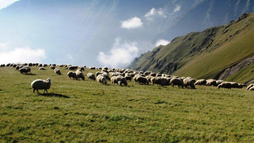 საძოვრების იჯარით აღების მსურველთა განაცხადების მიღება 19 აპრილის ჩათვლით გაგრძელდება