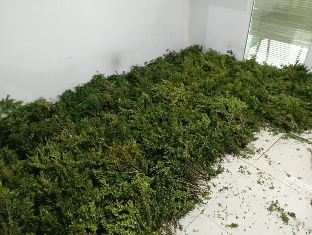 კახეთსა და სამეგრელოში ბზის უკანონო მოპოვებისა და ტრანსპორტირების ფაქტები გამოვლინდა